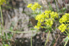 Satyrium behrii