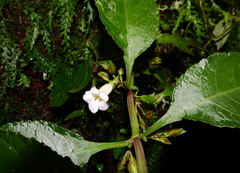 Nautilocalyx mimuloides