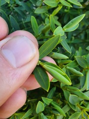 Veronica glaucophylla