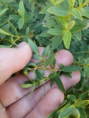 Veronica glaucophylla