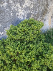 Veronica glaucophylla