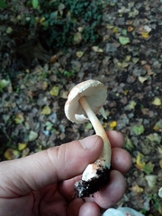 Leucoagaricus badhamii