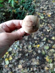 Leucoagaricus badhamii