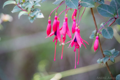 Fuchsia regia reitzii