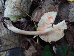 Leucoagaricus badhamii
