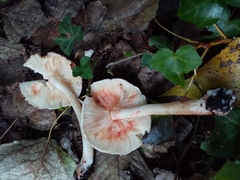 Leucoagaricus badhamii