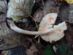 Leucoagaricus badhamii