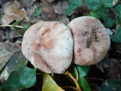 Leucoagaricus badhamii