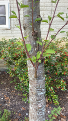 Plagianthus regius