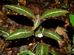 Nautilocalyx pictus