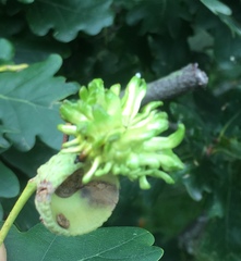 Andricus grossulariae