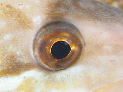 Pleurogrammus azonus