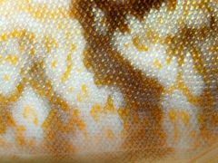 Pleurogrammus azonus