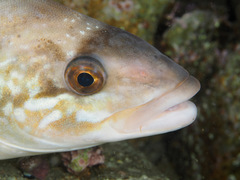 Pleurogrammus azonus