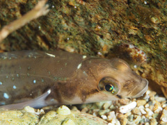 Opisthocentrus ocellatus