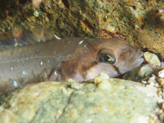 Opisthocentrus ocellatus