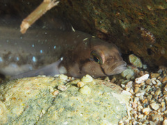 Opisthocentrus ocellatus