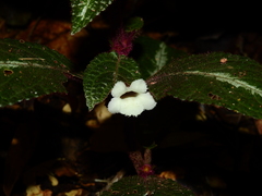 Nautilocalyx pictus