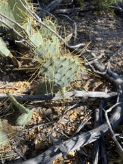 Opuntia chisosensis