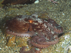 Octopodoidea