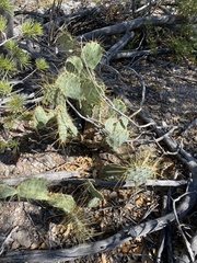 Opuntia chisosensis