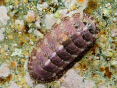 Tonicella