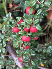 Cotoneaster integrifolius