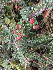 Cotoneaster integrifolius