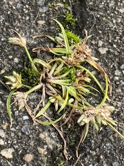 Cyperus nipponicus