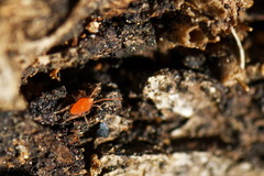 Erythraeoidea
