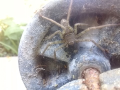 Heteropoda venatoria