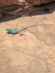 Pseudotrapelus sinaitus