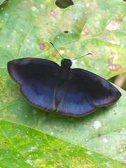 Anastrus neaeris