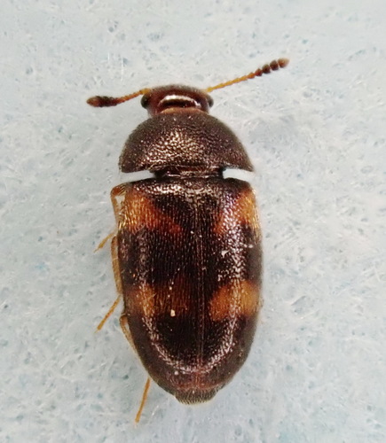 Mycetophagus didesmus
