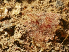 Coeloplana meteoris