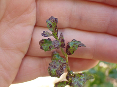 Aceria baccharipha