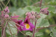 Proboscidea louisianica fragrans