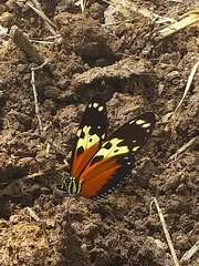 Heliconius hecale melicerta