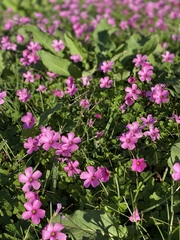 Oxalis hispidula