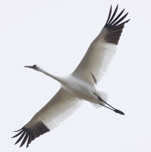 Whooping Crane photographed in Oklahoma