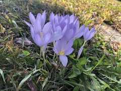 Crocus kotschyanus