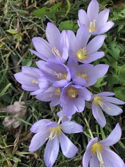 Crocus kotschyanus