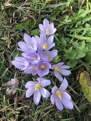 Crocus kotschyanus