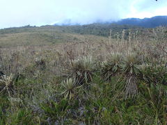 Espeletia steyermarkii