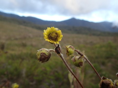 Espeletia steyermarkii