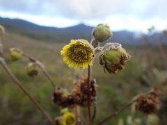 Espeletia steyermarkii