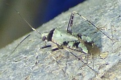 Phytocoris nigricollis