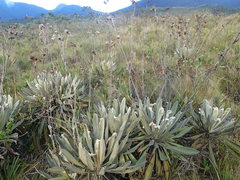 Espeletia steyermarkii
