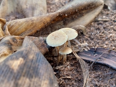 Baeospora