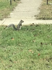 Sciurus carolinensis